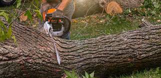 How Our Tree Care Process Works  in  Nevada, TX